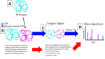 Wellesley: Prostate Tumor Cell Proliferation